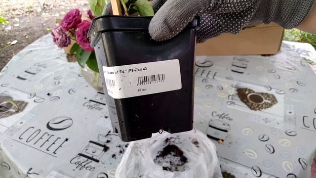 Дендроферма Бережнюк, огляд посилки. Незадоволена саджанцями. Що виросло з минулорічної посилки🌿