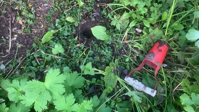 Planting Aliums In The Border