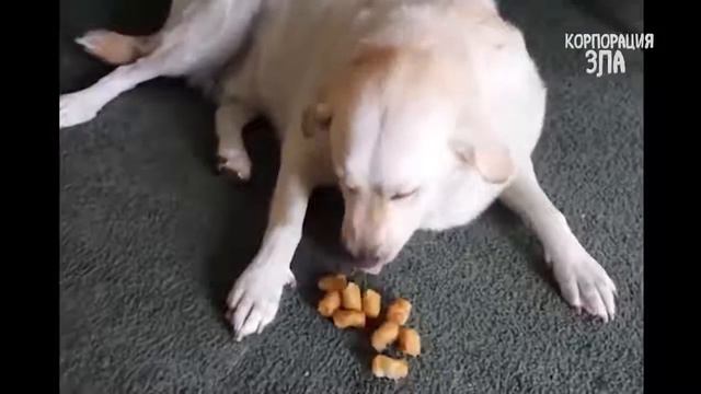 Дикий смех до слез 2019 год