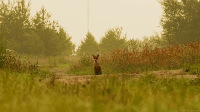 Звуковое пейзажное кино