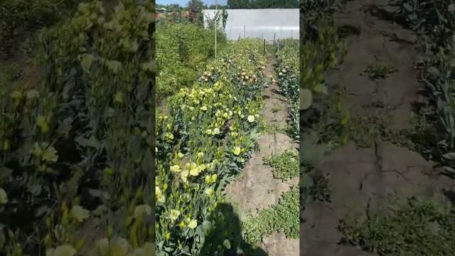 D4b27f9b6ce17b8e6cac040c9c497f88