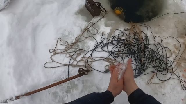 Золотая жила налима найдена. НАЛОВИЛ С ЗАПАСОМ. #перемет #налим на стук.