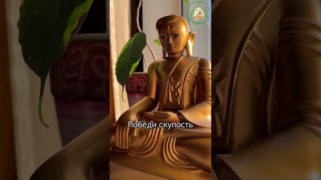 Дхаммапада 223. Кодхавагга: гнев #buddhism #будда #буддизм #студиябодхи #buddha #дхаммапада