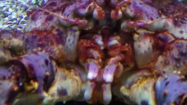 Камчатский Краб В Москвариуме