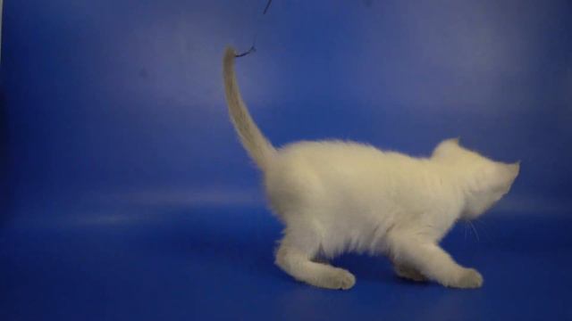 Тайский мальчик Locky Gamlet, блю-пойнт, Https://www.thaigamlet.ru/kotyata/