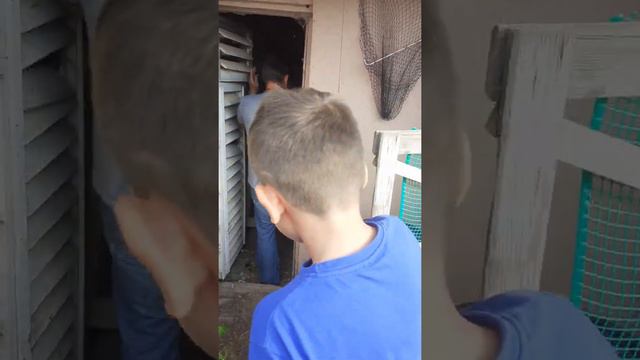Переполох в курятнике🐥🤪