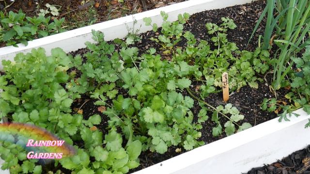 The Square Foot Garden In Spring! Here's What's Growing, Harvest, And Succession Planting