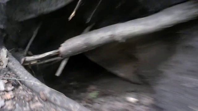 Ищу копытень в глухом лесу а нашёл нору борсука