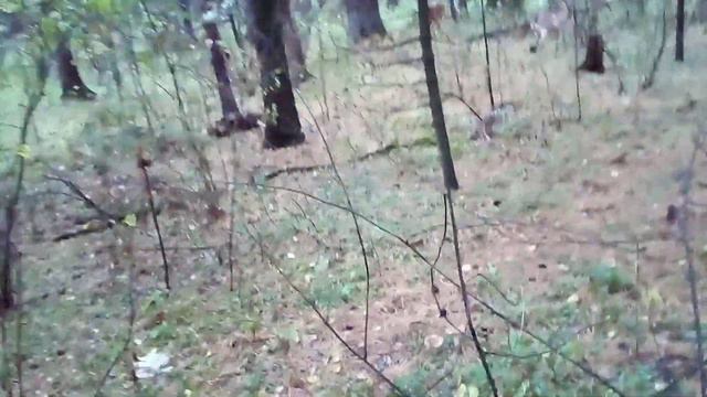 Собака - друг человека или страшный хищник?