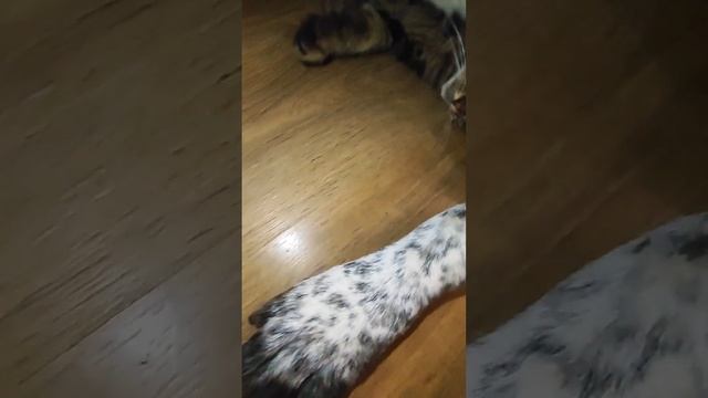 ?Алабай Рут делает массаж коту Зеле! Кот у которого есть личная охрана! ?