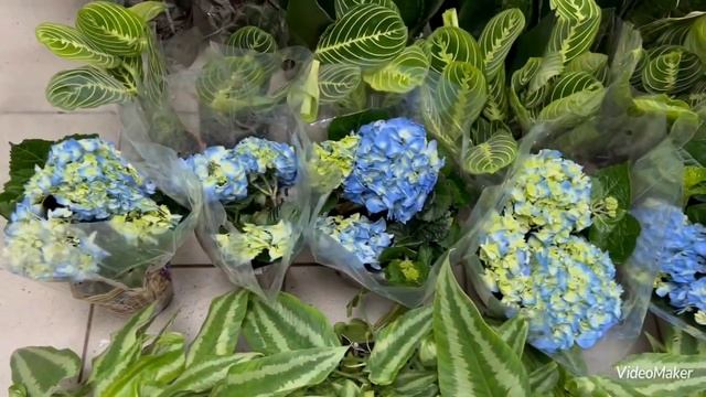 Гигантские Спатифиллумы Себастьяны! Цветочная Красота!