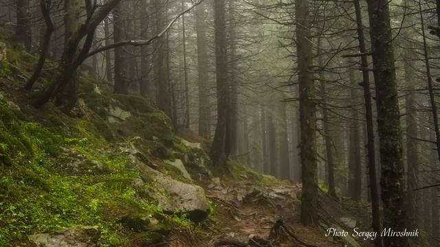 Magic Carpathian Forest. Волшебный Карпатский лес.