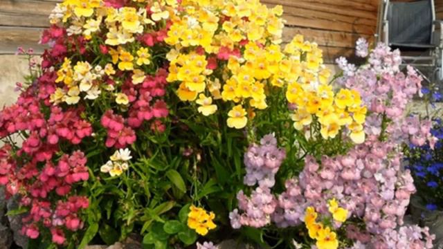 366. Цветы НЕМЕЗИЯ