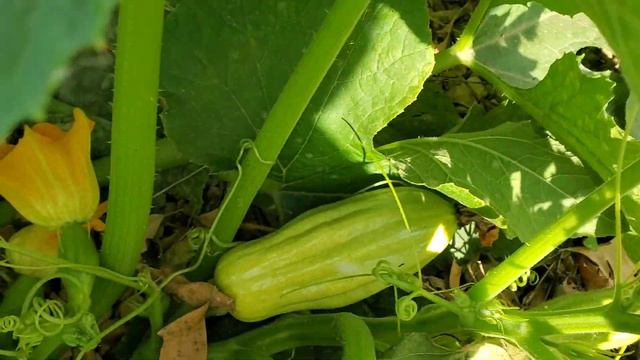 Kalabasang Foreigner/Basta May Tinanim May Makakain