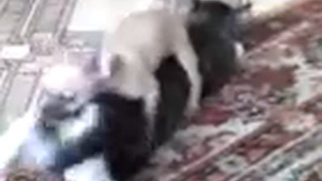 Зачатие Котопса!