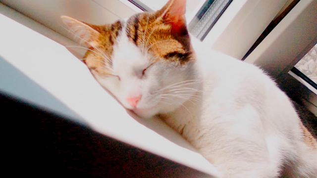 ПОЧЕМУ НАДО СПАТЬ НОЧЬЮ ИМЕННО В ТЕМНОТЕ ?