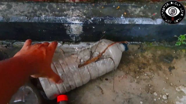 Syngonium | Arrow Head Plant | An Easy Process | For Gardening Care