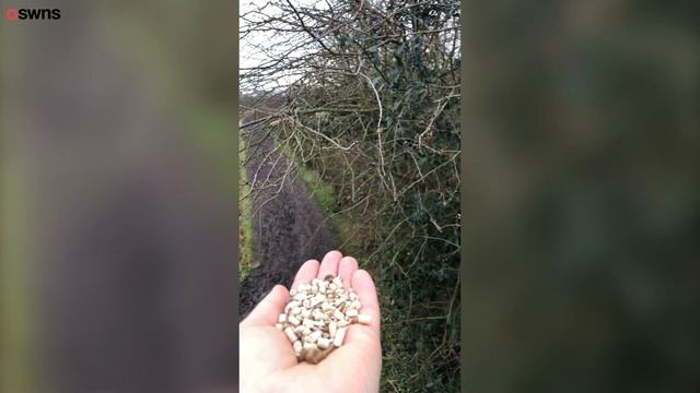 Stunning Slow-mo Videos Show A Robin Swooping In To Land On A Man's Hand To Feed | SWNS