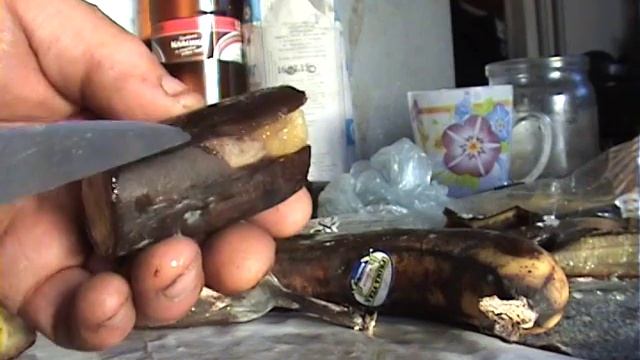 Выращиваем бананы из семян бананов-Grown bananasgrow from ceeds bananas