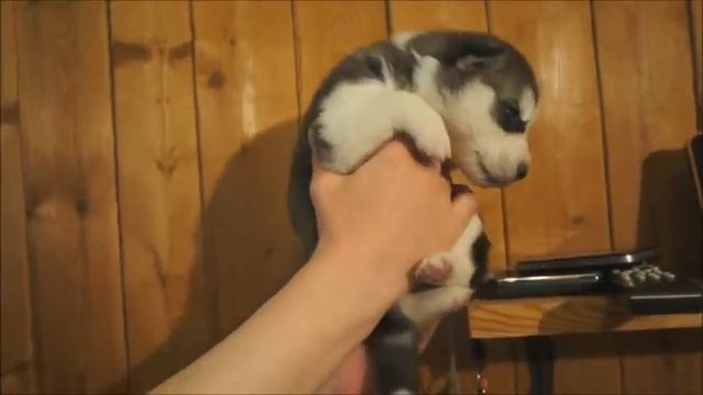 Ч.б.кобель=1