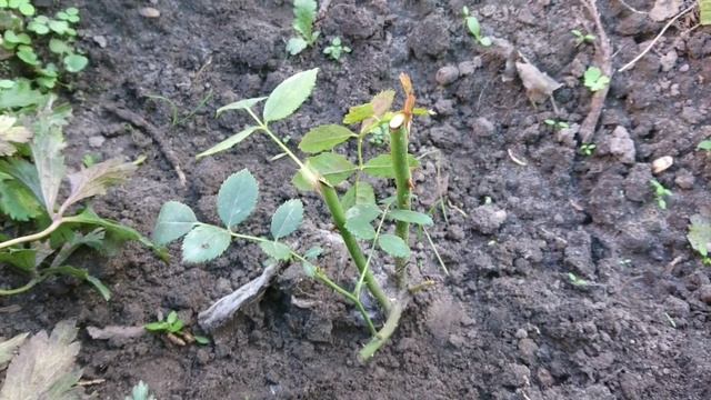 Отломанную от прививки розу спасают собственные корни!