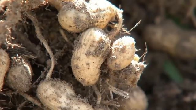 This Food Can Actually KILL You!