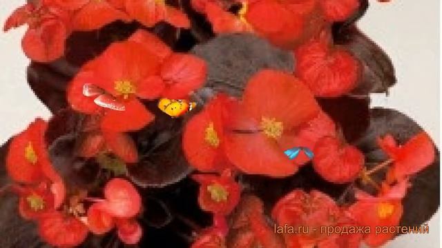 Бегония вечноцветущая Скарлет 🌿 бегония Скарлет обзор: как сажать семена бегонии Скарлет