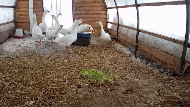 Авитаминоз у кур и гусей. Профилактика без химии.