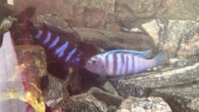 Рыбки Демасони