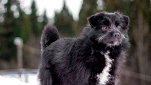 Хозяева переехали, оставив собаку привязанной во дворе. Она плакала и звала на помощь!