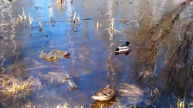 Весна в Петрозаводске-1