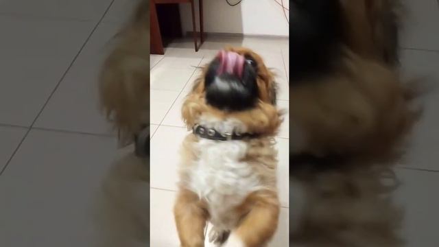 Дрессировка Собака Каспер