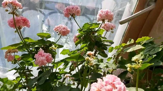 제84화 뽀샤시네 베란다: 데니스 Denis