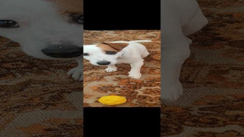 Игры Беллы 🐶🐾