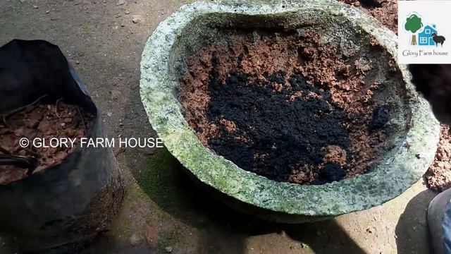 Ground Orchid Care In Malayalam | Spathoglotis Plicata | Glory Farm House