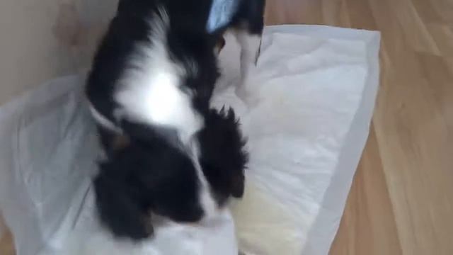 Собачье видео