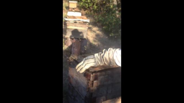 2012 Barranca De Otates | Petunia | Rodeo | Pizza Peel | Duke The Dog | Australian Cattle Dog