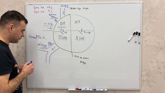 Строение сердца. Движение крови в сердце. ЕГЭ.