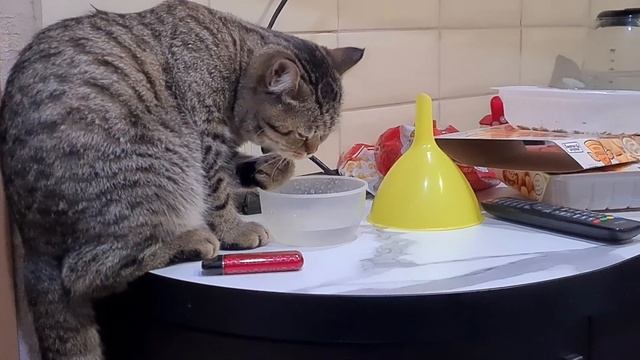 кот аристократ