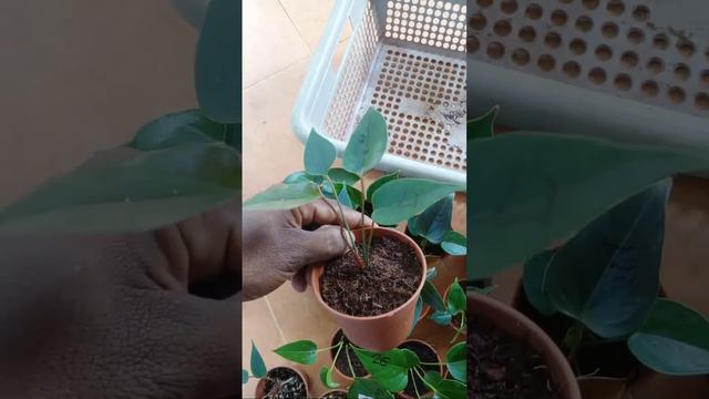 2c96e4be3f9bb05ccbc820c7438b0fad