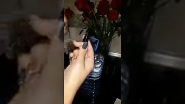 Pavlov Spring  растительный концентрант. Коэнзима Q- 10