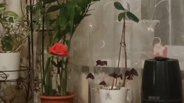 48f295596541debc590caec265311f9c