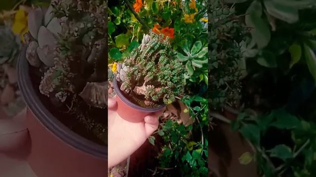 #crassula #sedum #sempervivum #plant #plants #plantae #plantlovers #suculentas🌱 #plantas #planta