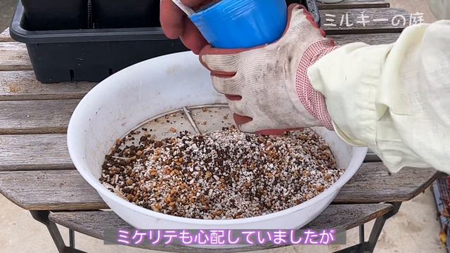 クレマチス挿木チャレンジ⑤💠発根率90%以上‼️ポット上げ