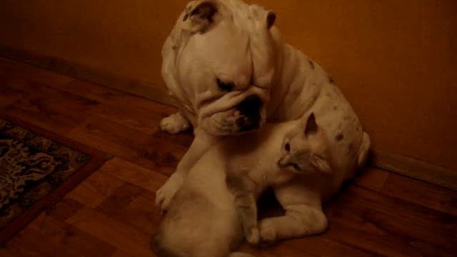 Cat Loves The Dog. Sometimes)))
