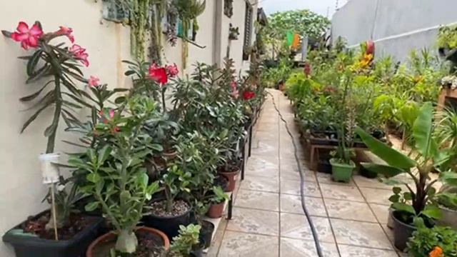 Live Surpresa (na Hora Do Almoço). 14/01/21 #PauloBonsai