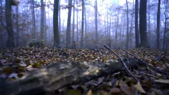 The Devil And The Fiddle - Drunken Sailor By The Druid Christ