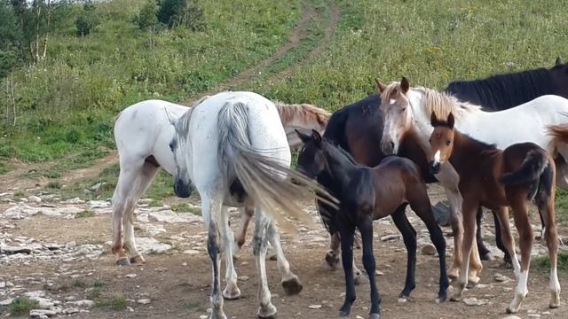 Плато Лаго-Наки