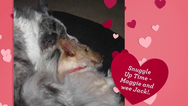 2018 Year Of The V.I.P. F&HM Dogs N Pups