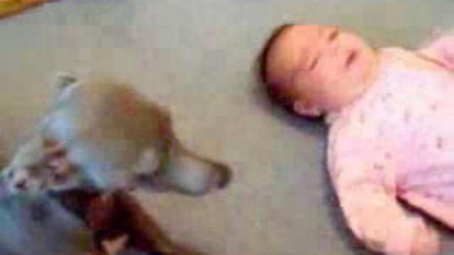 Собачья солидарность